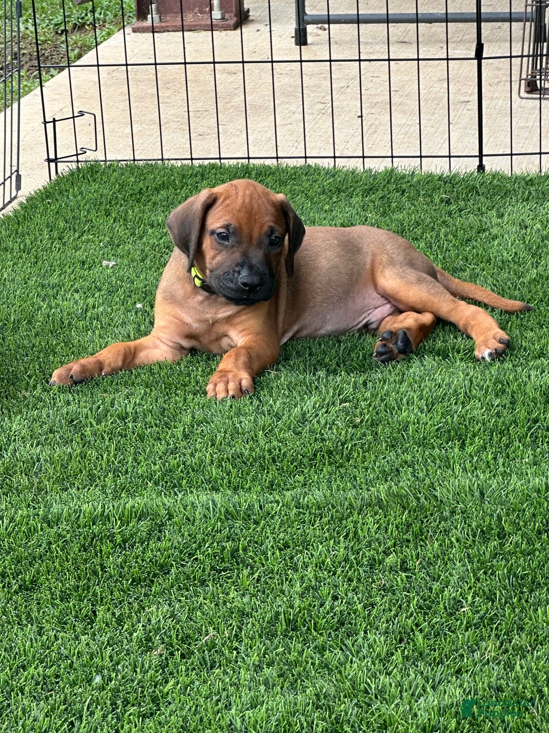 Rhodesian Ridgeback dogs for sale: Blaze - Image 6