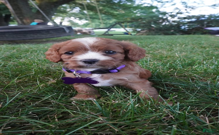 Cavapoo dogs for sale - Ad 5