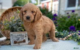 Goldendoodle dogs for sale: Thistle - Image 1