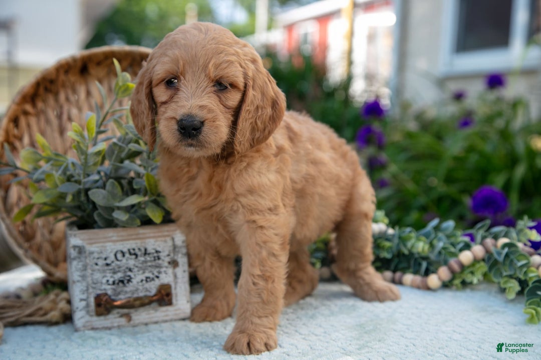 Goldendoodle dogs for sale: Thistle - Image 1