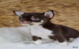 Chihuahua dogs for sale: Akc Tiny Celestia - Image 2