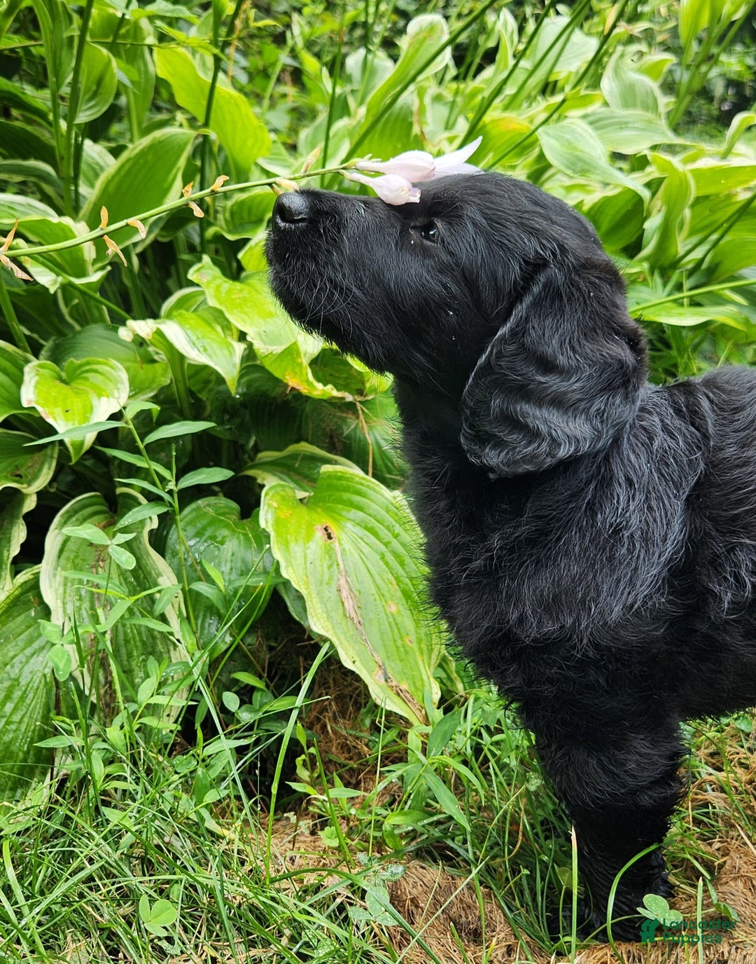 Labradoodle dogs for sale: Madonna - Image 4