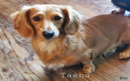 Miniature Dachshund dogs for sale: Pierce - Image 7