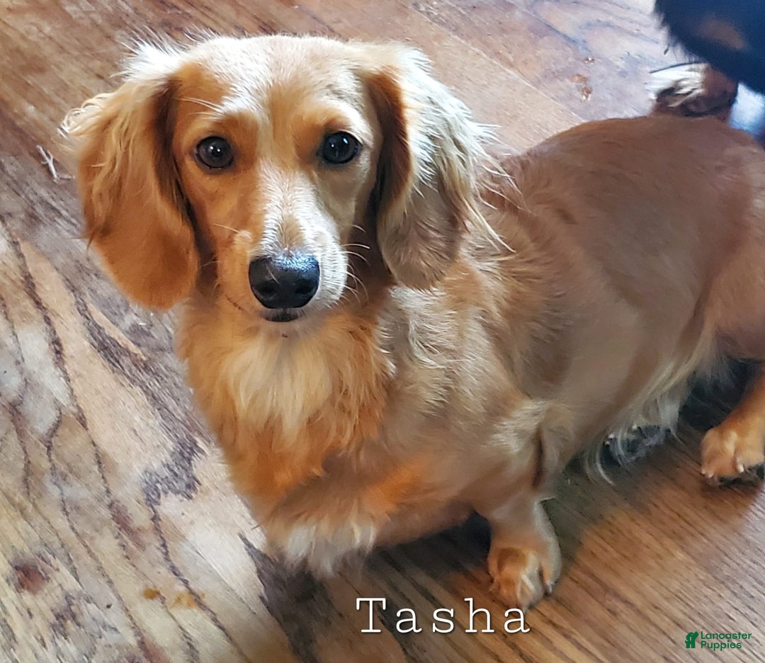 Miniature Dachshund dogs for sale: Pierce - Image 7