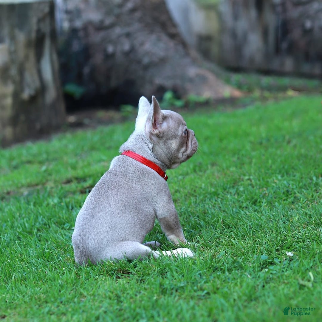 French Bulldog dogs for sale: Demi - Image 5