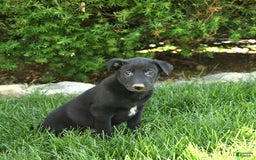 Belgian Malinois dogs for sale: Lucas - Image 1