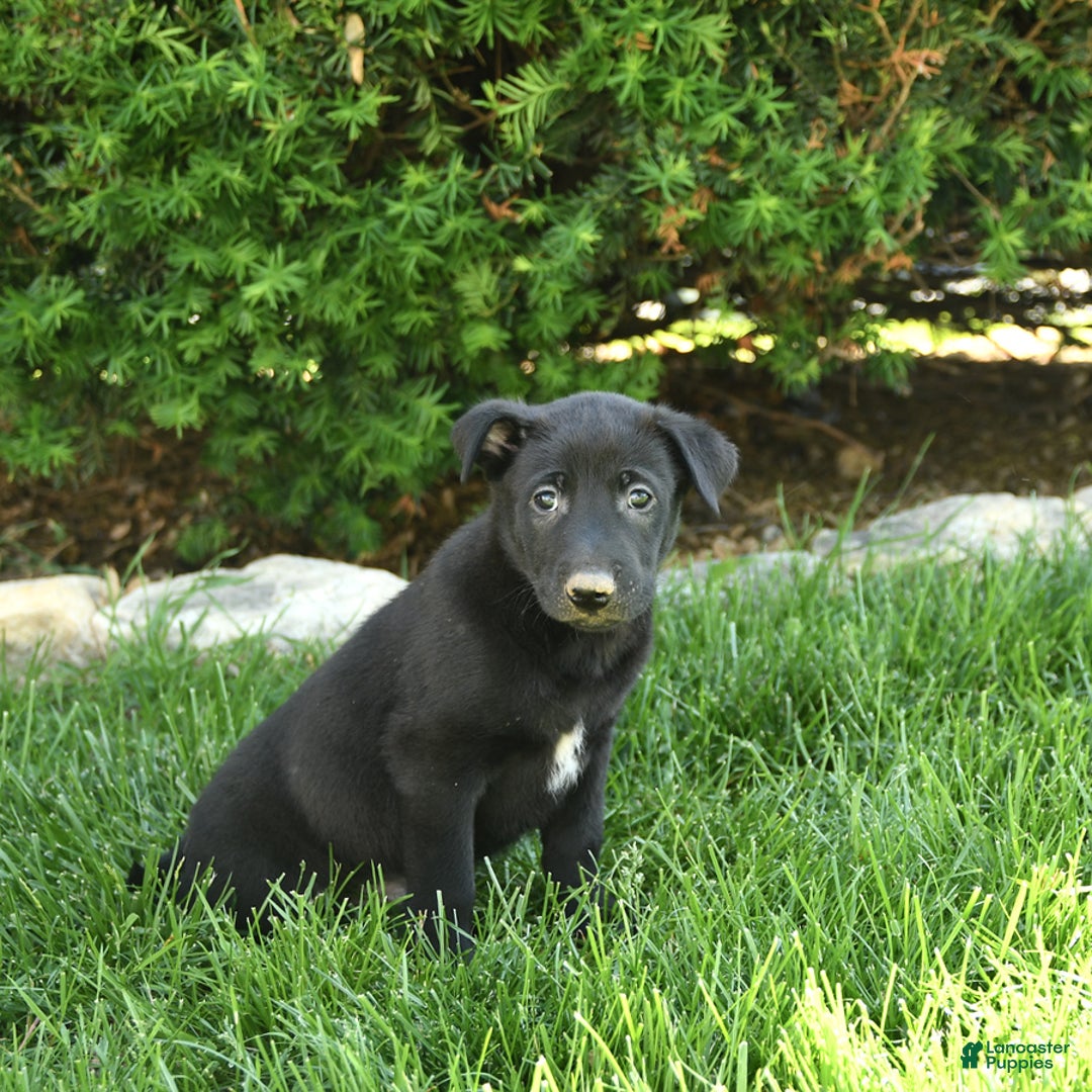 Belgian Malinois dogs for sale: Lucas - Image 1