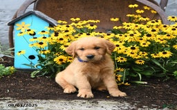 Golden Retriever dogs for sale: Fido - Image 5