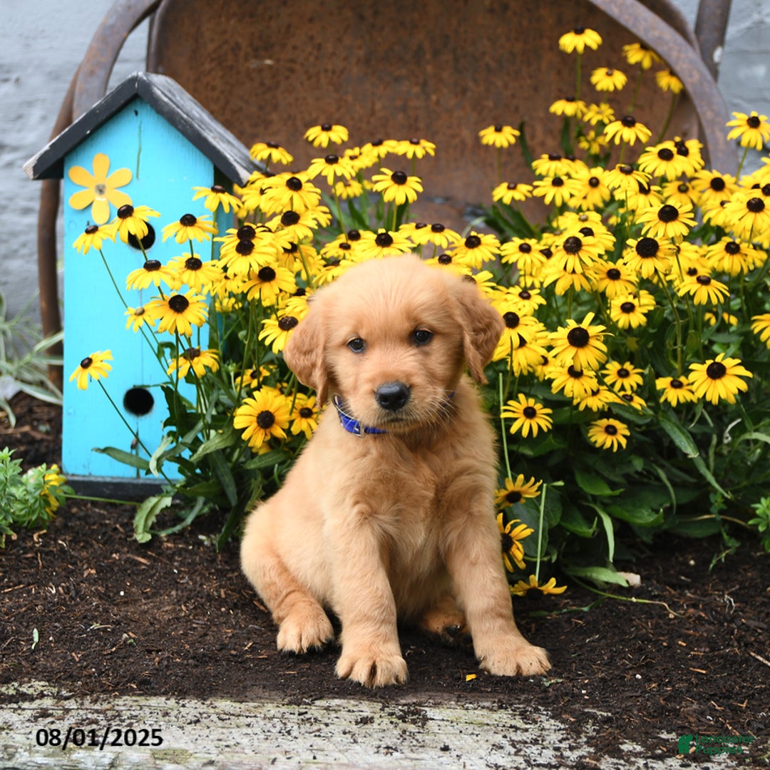 Golden Retriever dogs for sale: Fido - Image 5