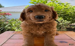 Goldendoodle dogs for sale: Victor - Image 2