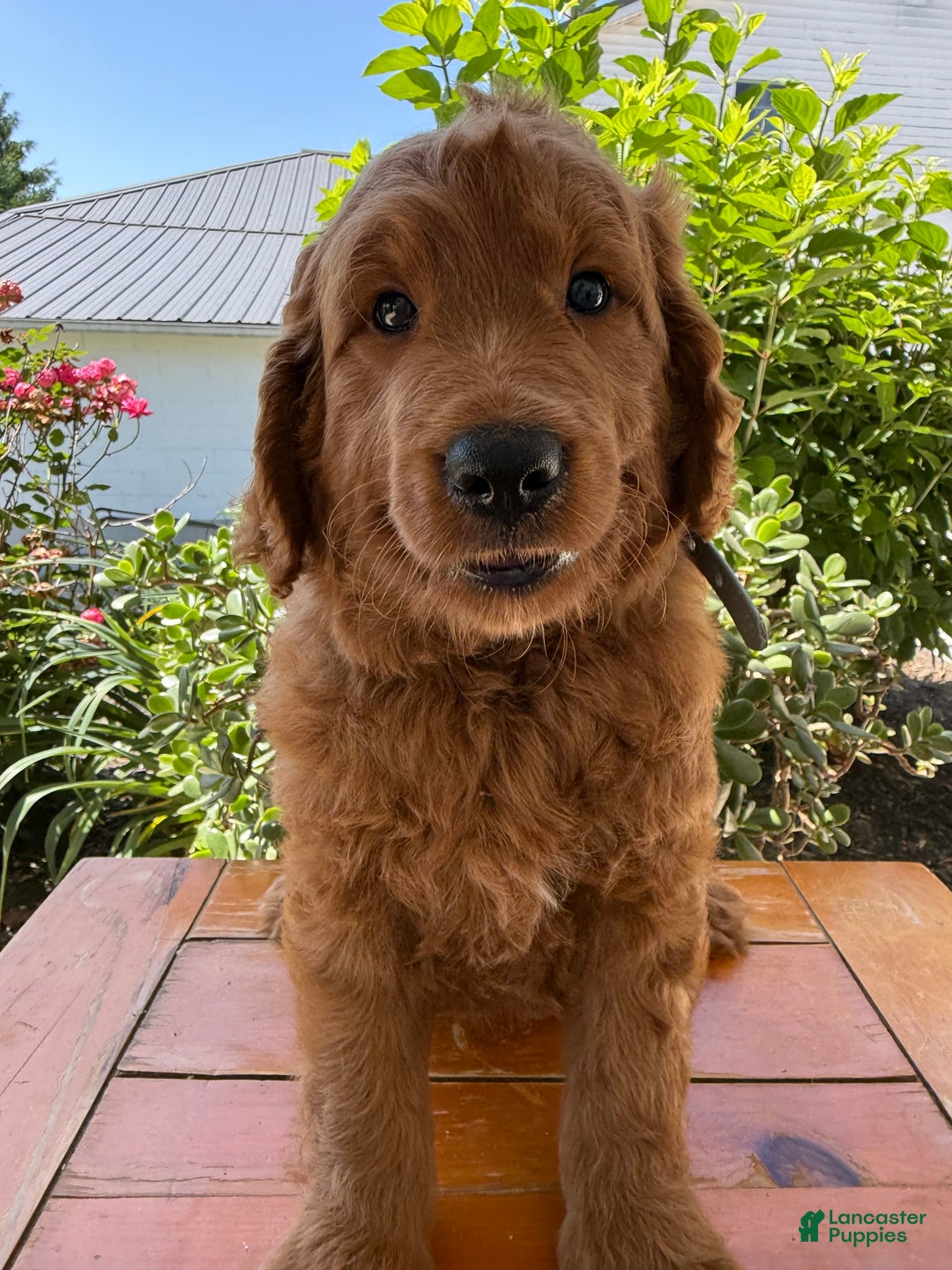 Goldendoodle dogs for sale: Victor - Image 2