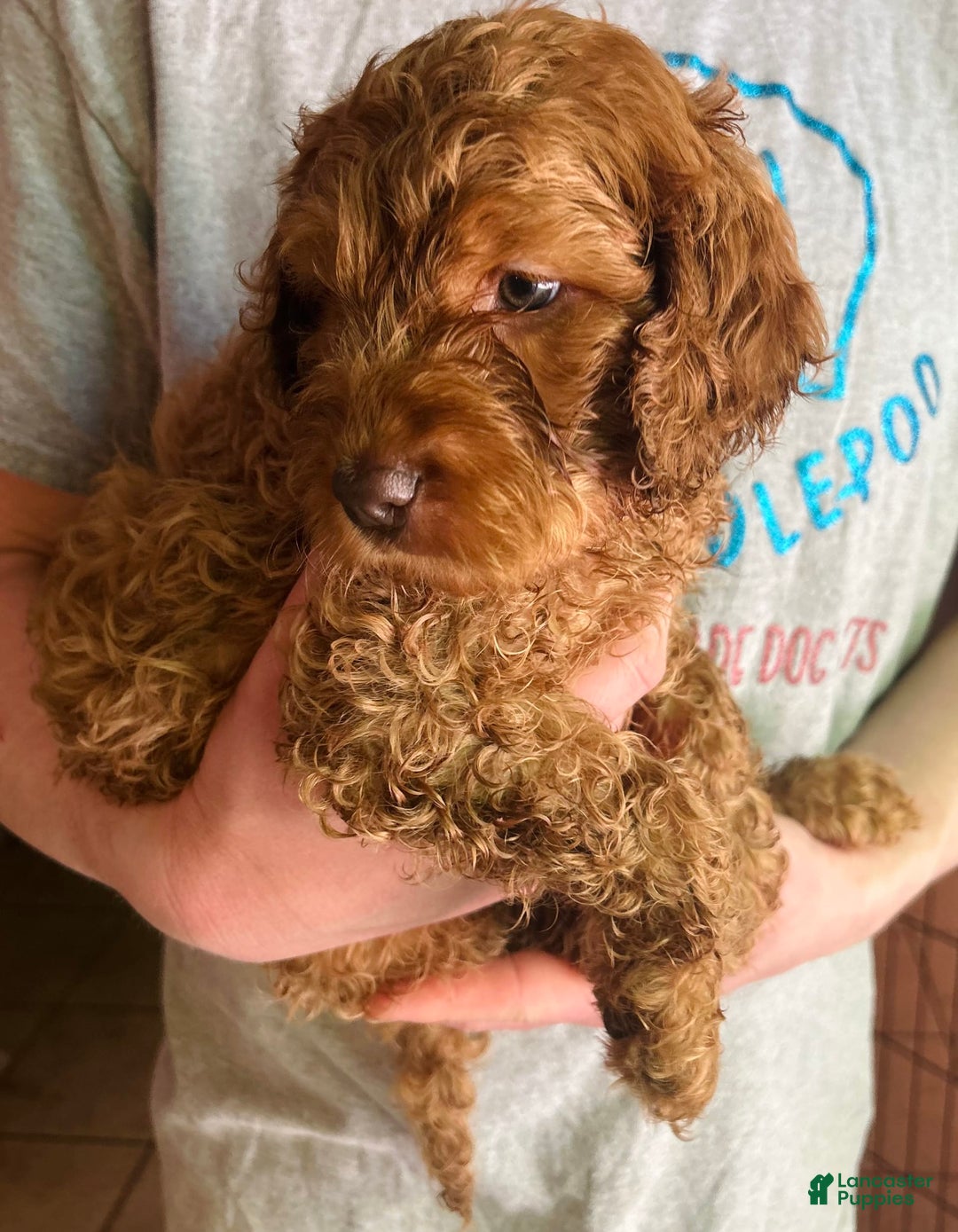 Goldendoodle dogs for sale: Goldendoodle 5 puppies - Image 25