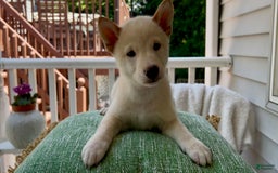 Shiba Inu dogs for sale: Snowball - Image 3