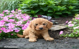 Mini Goldendoodle dogs for sale: Candie - Image 6