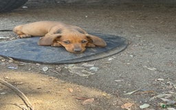 Miniature Dachshund dogs for sale: Twins - Image 27