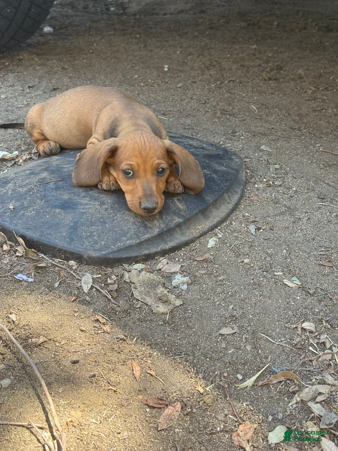 Miniature Dachshund dogs for sale: Twins - Image 27