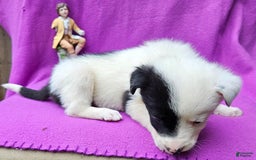 Border Collie dogs for sale: Hondo - Image 18