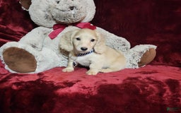 Miniature Dachshund dogs for sale: Tucker - Image 2
