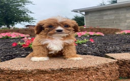 Cavapoo dogs for sale: Walter - Image 5