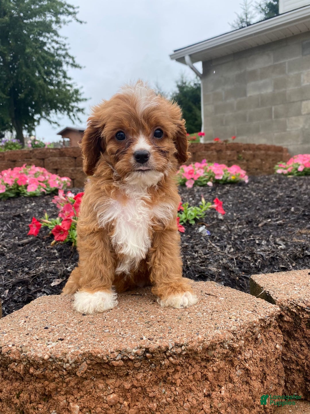 Cavapoo dogs for sale: Walter - Image 5