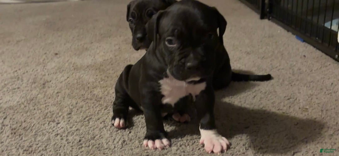 American Bully dogs for sale: Laney - Image 3