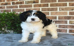 Cavapoo dogs for sale: Teddy - Image 5