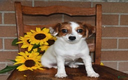 Havanese dogs for sale: Bessy - Image 10