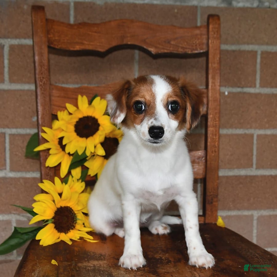 Havanese dogs for sale: Bessy - Image 10