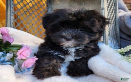 Morkie dogs for sale: Gracie - Image 3