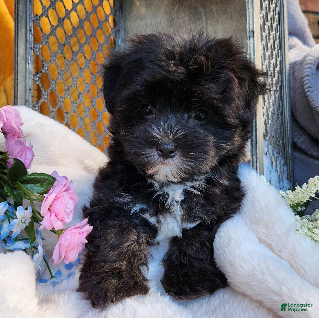 Morkie dogs for sale: Gracie - Image 3