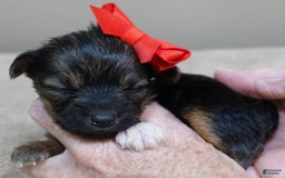 Yorkshire Terrier dogs for sale: Nessie - Image 23