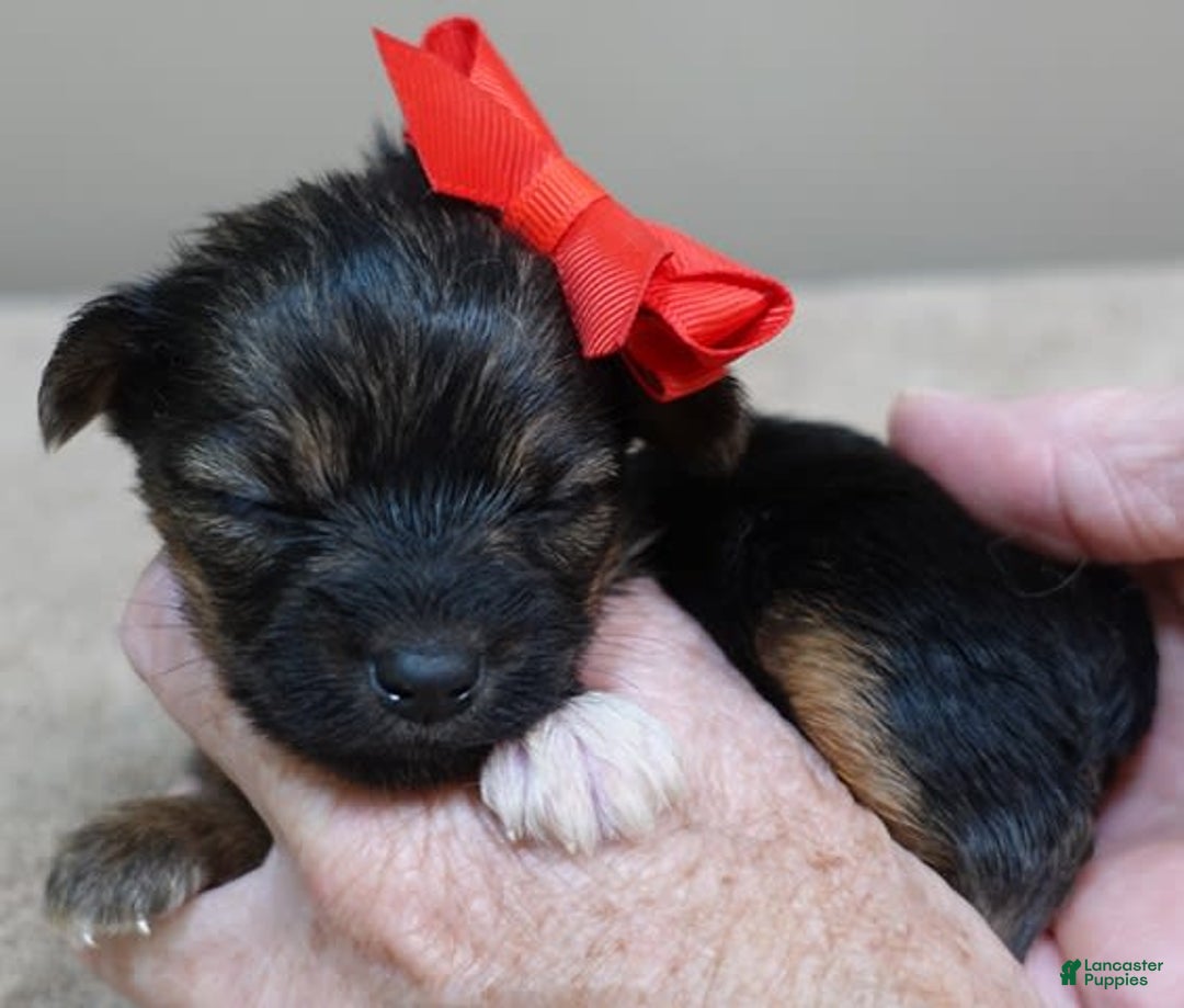 Yorkshire Terrier dogs for sale: Nessie - Image 23
