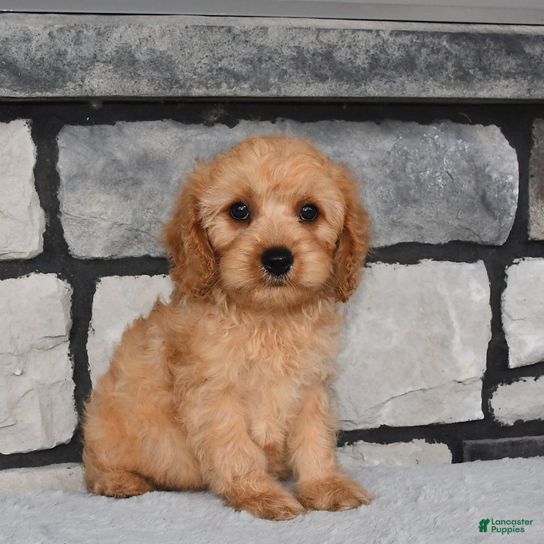 Cavapoo dogs for sale: Brady - Image 3