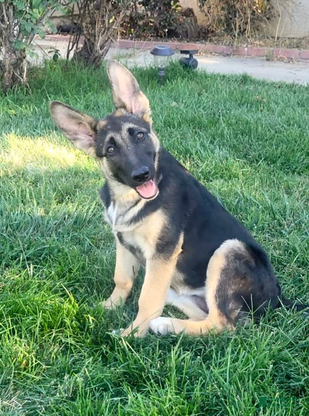 German Shepherd dogs for sale: Sadie - Image 2