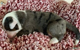 Australian Shepherd dogs for sale: Jesse James - Image 1