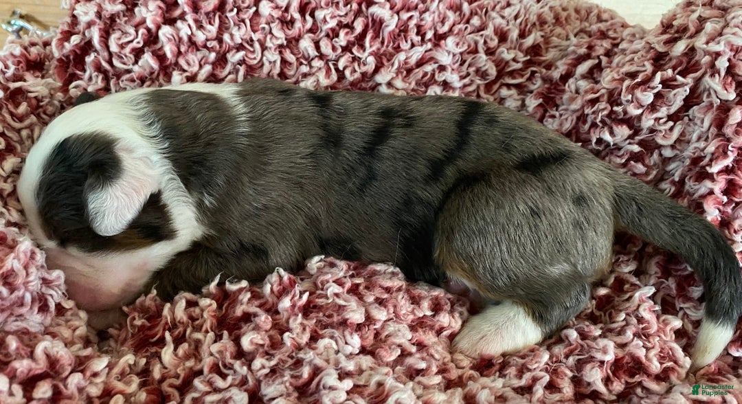 Australian Shepherd dogs for sale: Jesse James - Image 1