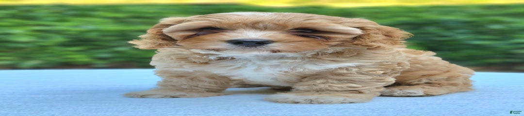 Penny