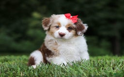 Miniature Australian Shepherd dogs for sale: Trixie - Image 6