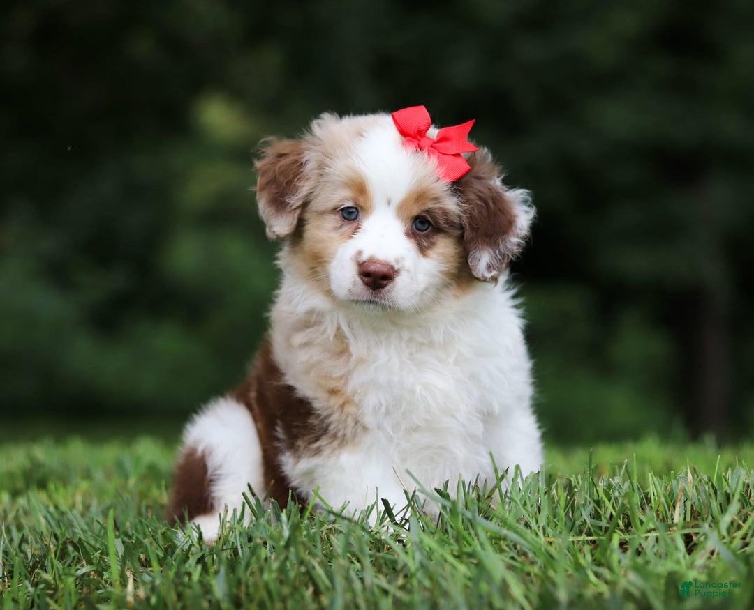 Miniature Australian Shepherd dogs for sale: Trixie - Image 6