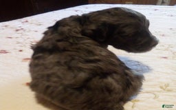 Goldendoodle dogs for sale: Zoey - Merle Color - Image 9