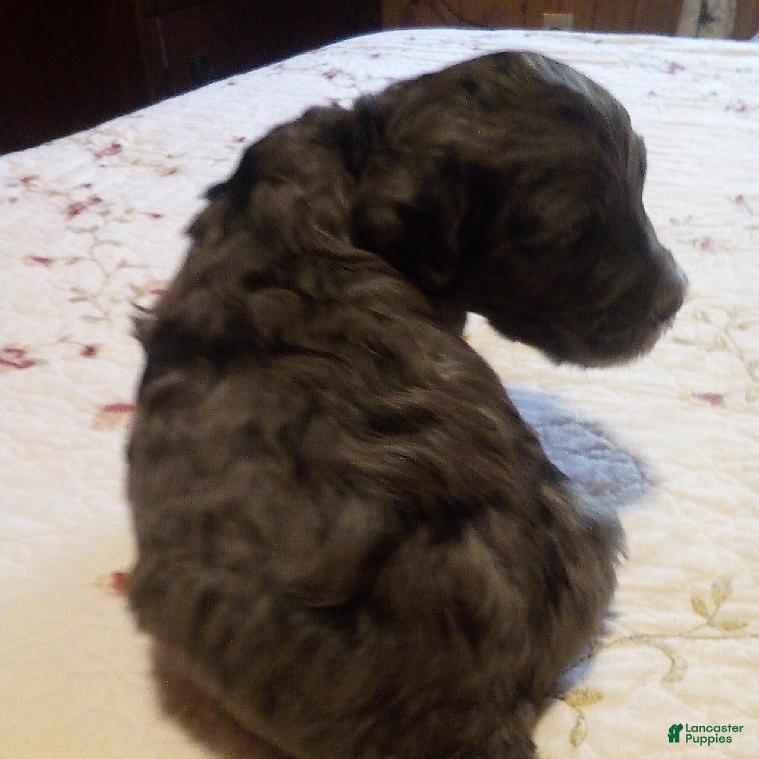 Goldendoodle dogs for sale: Zoey - Merle Color - Image 9