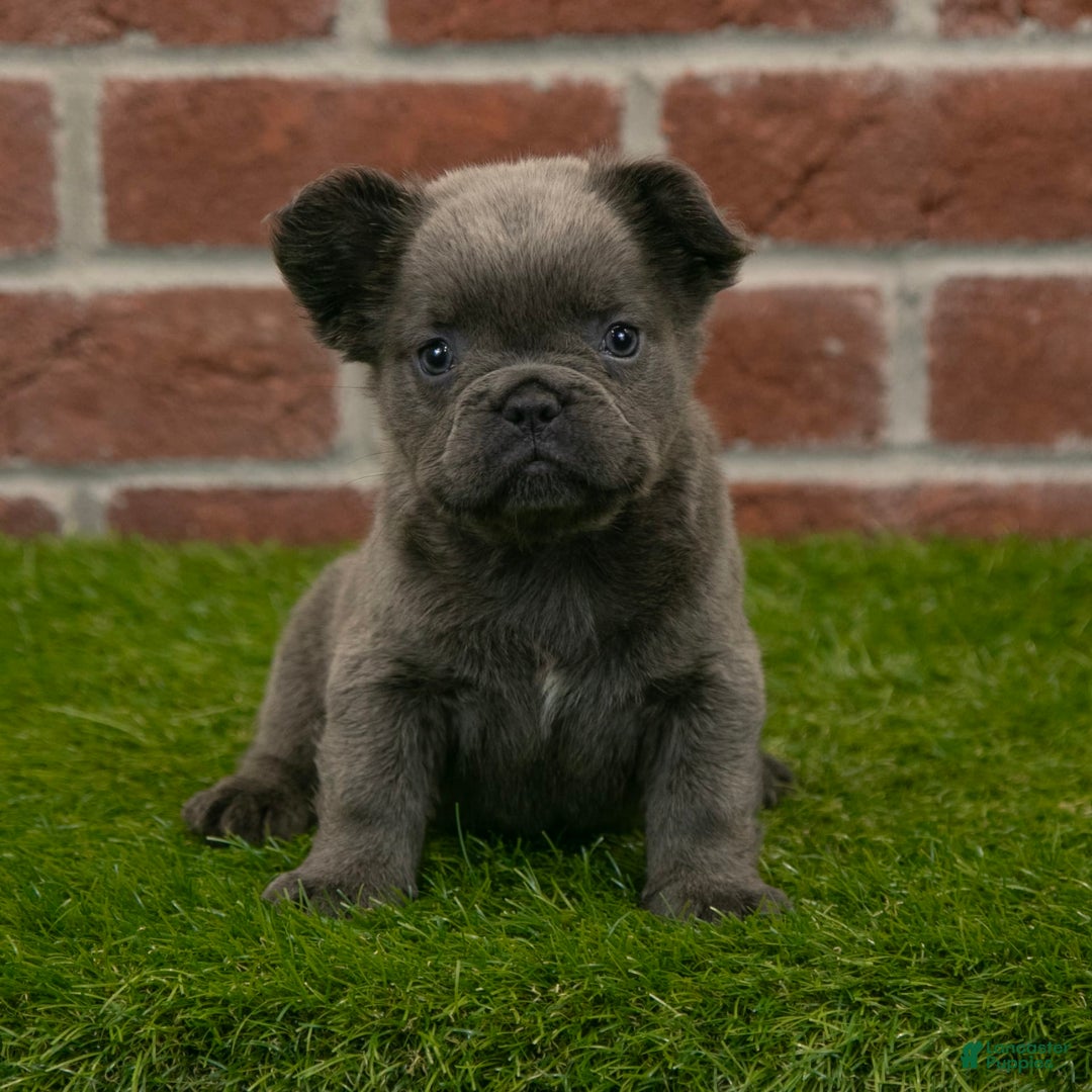 French Bulldog dogs for sale: Sara - Image 6