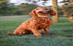 Miniature Poodle dogs for sale: Jewels - Image 5