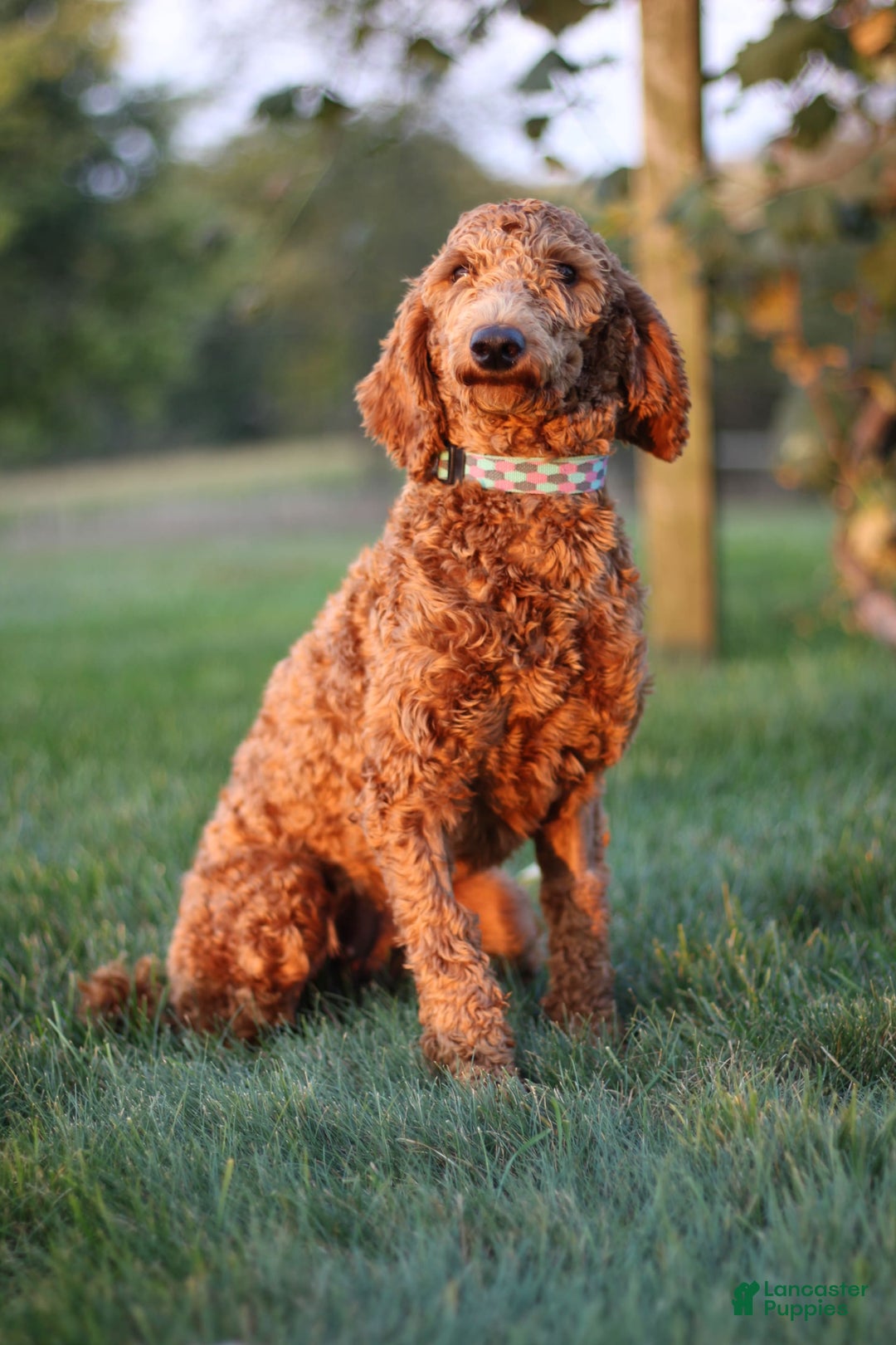Miniature Poodle dogs for sale: Jewels - Image 5