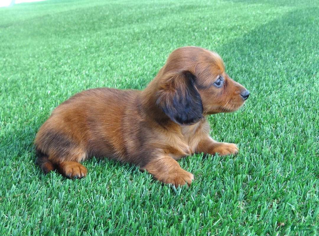 Miniature Dachshund dogs for sale: Abby - Image 4