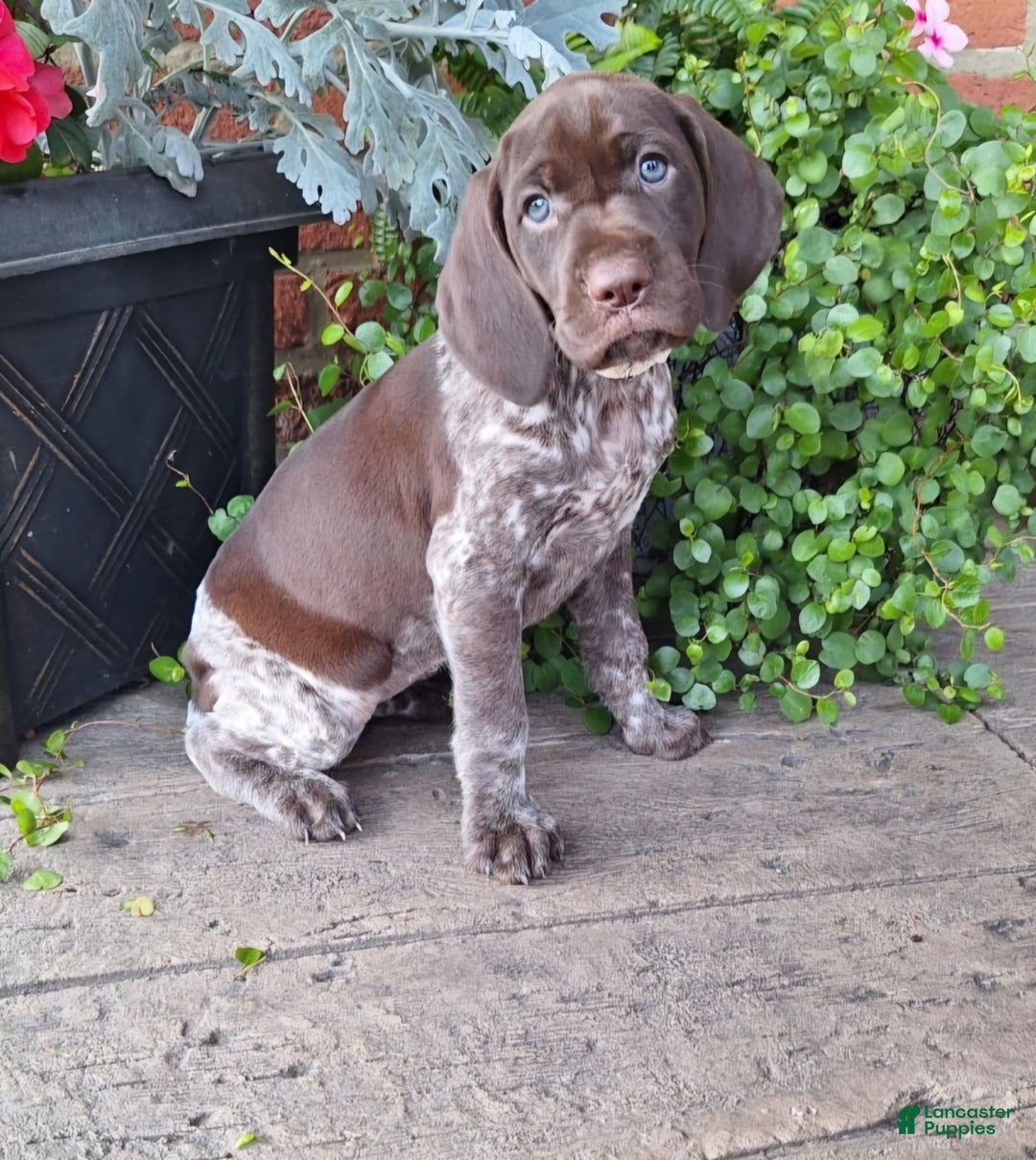 German Shorthaired Pointer dogs for sale: Olivia - Image 2