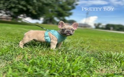 French Bulldog dogs for sale: Pretty Boy - Image 1