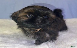 Shih Tzu dogs for sale: June Bug Brown - Image 4