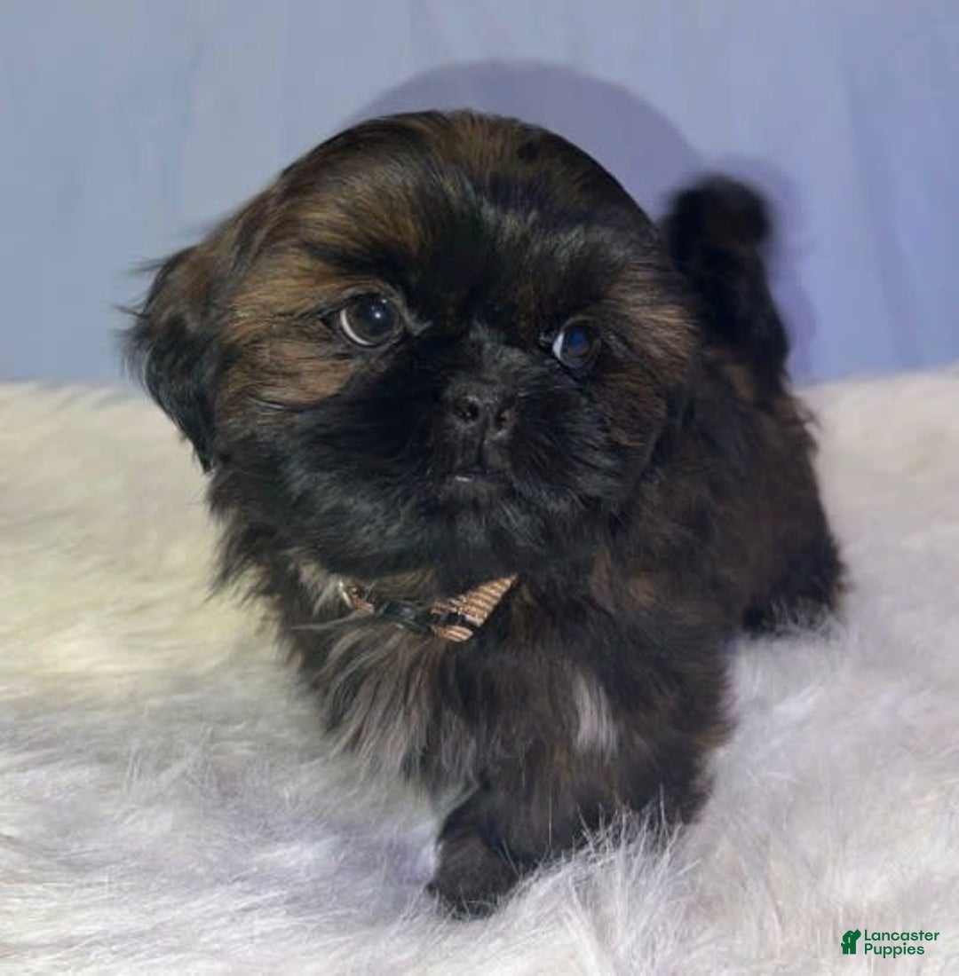 Shih Tzu dogs for sale: June Bug Brown - Image 4