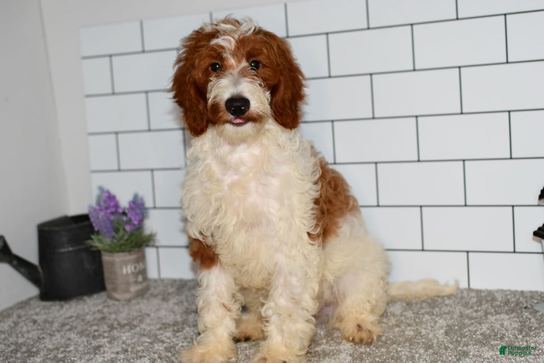 Mini Goldendoodle dogs for sale: Hunter - Image 8